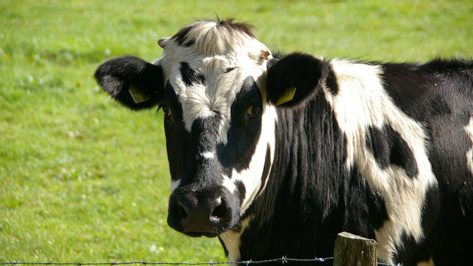 karvė