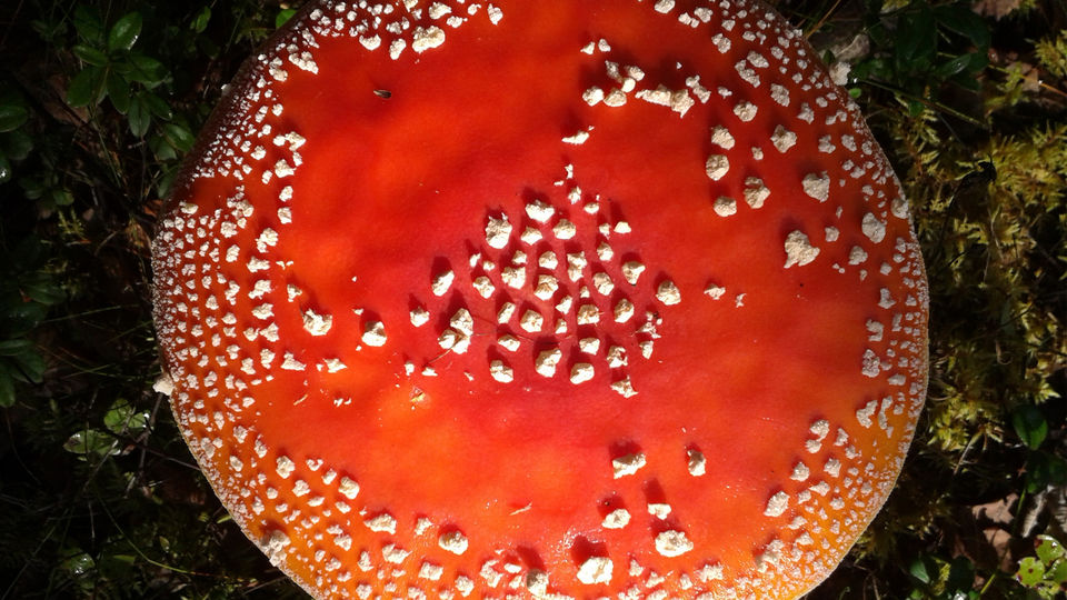 apsinuodijimas