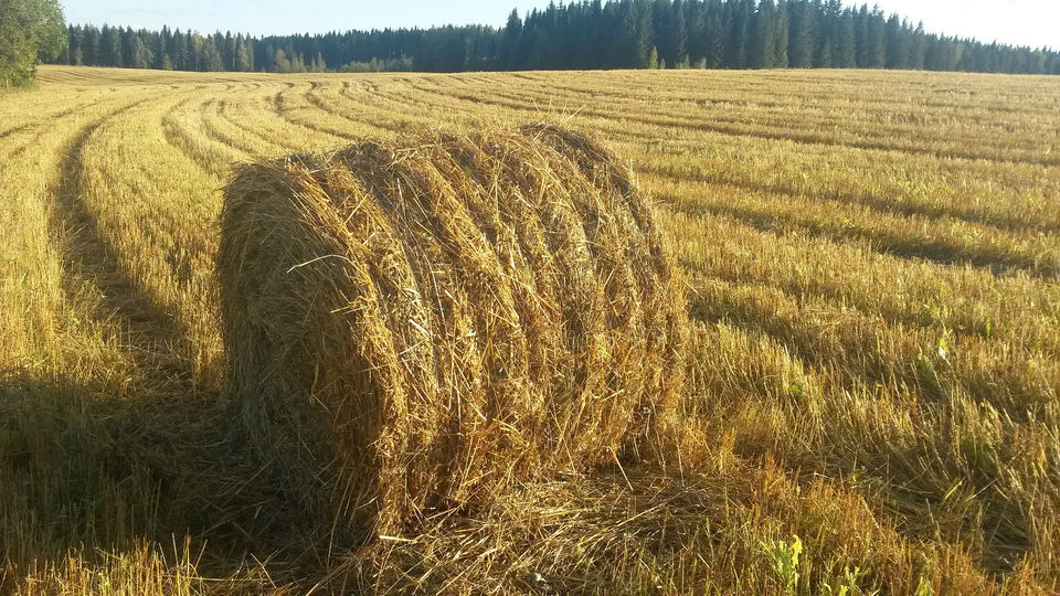 rugpjūtį