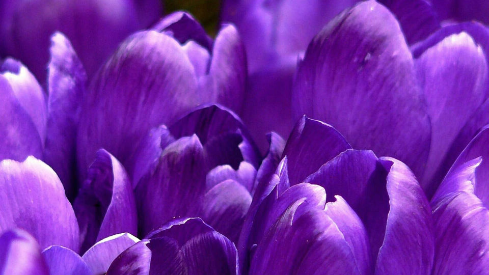 violetinė